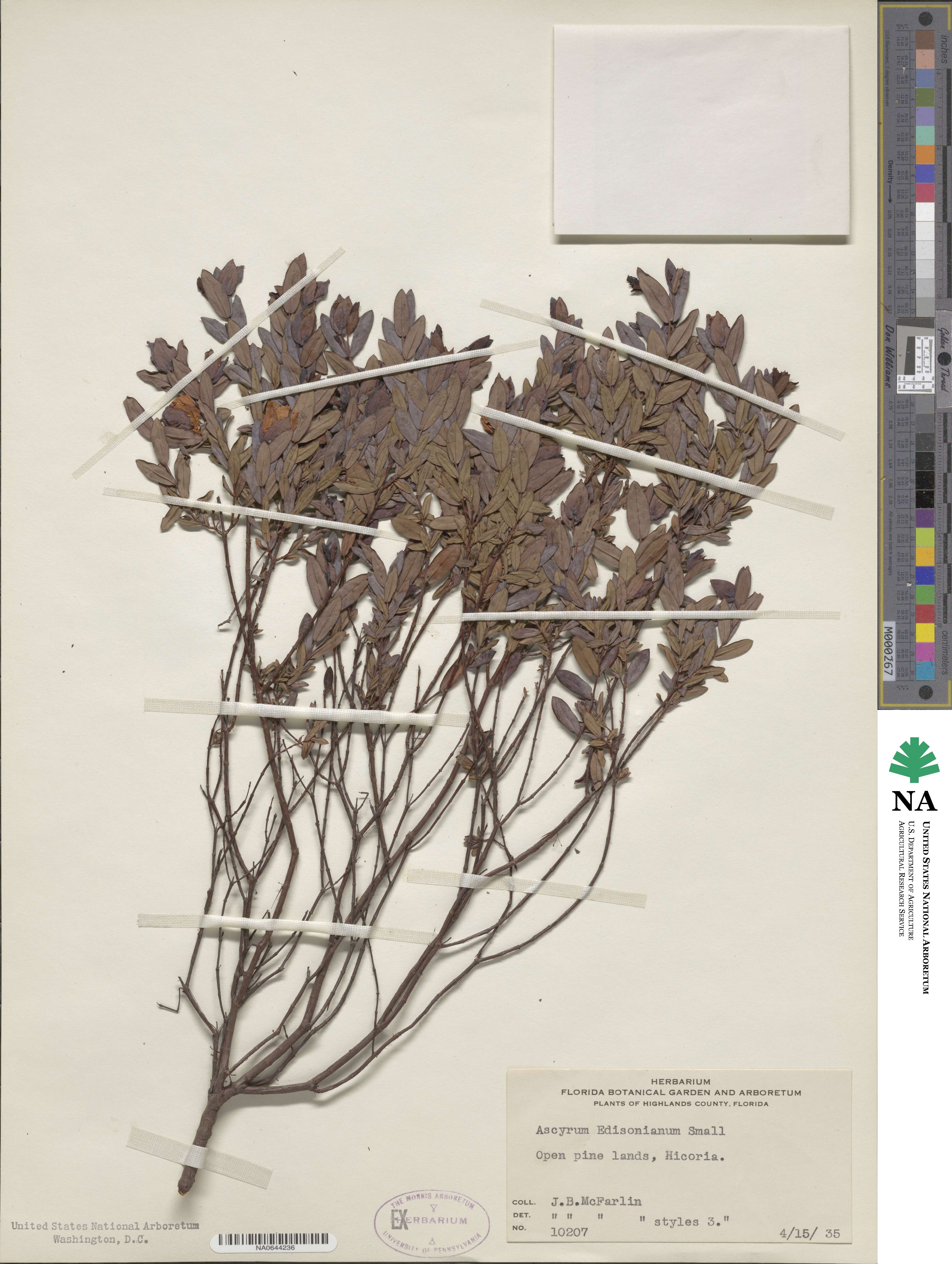 Hypericum edisonianum image