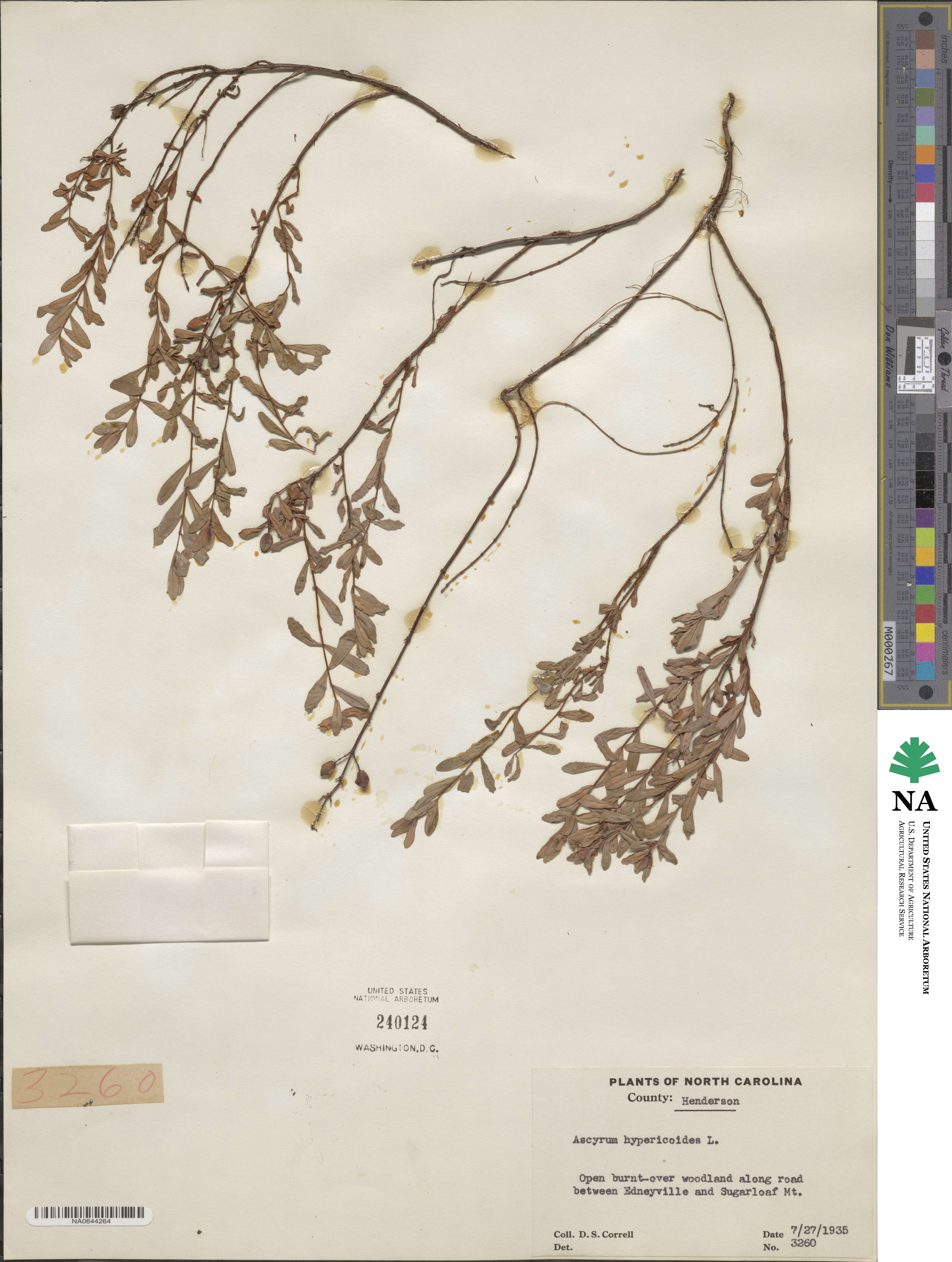 Hypericum hypericoides subsp. hypericoides image