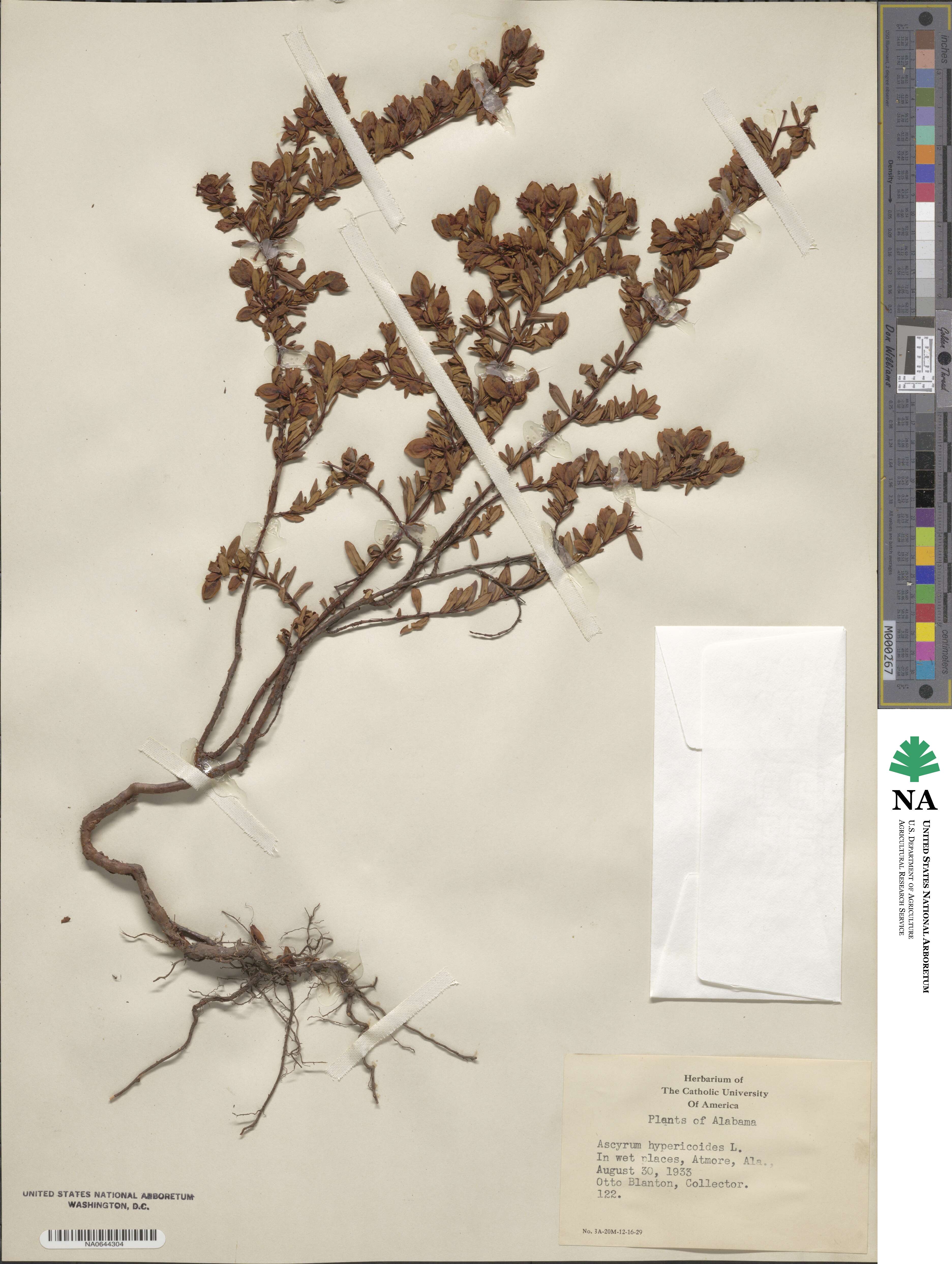 Hypericum hypericoides image
