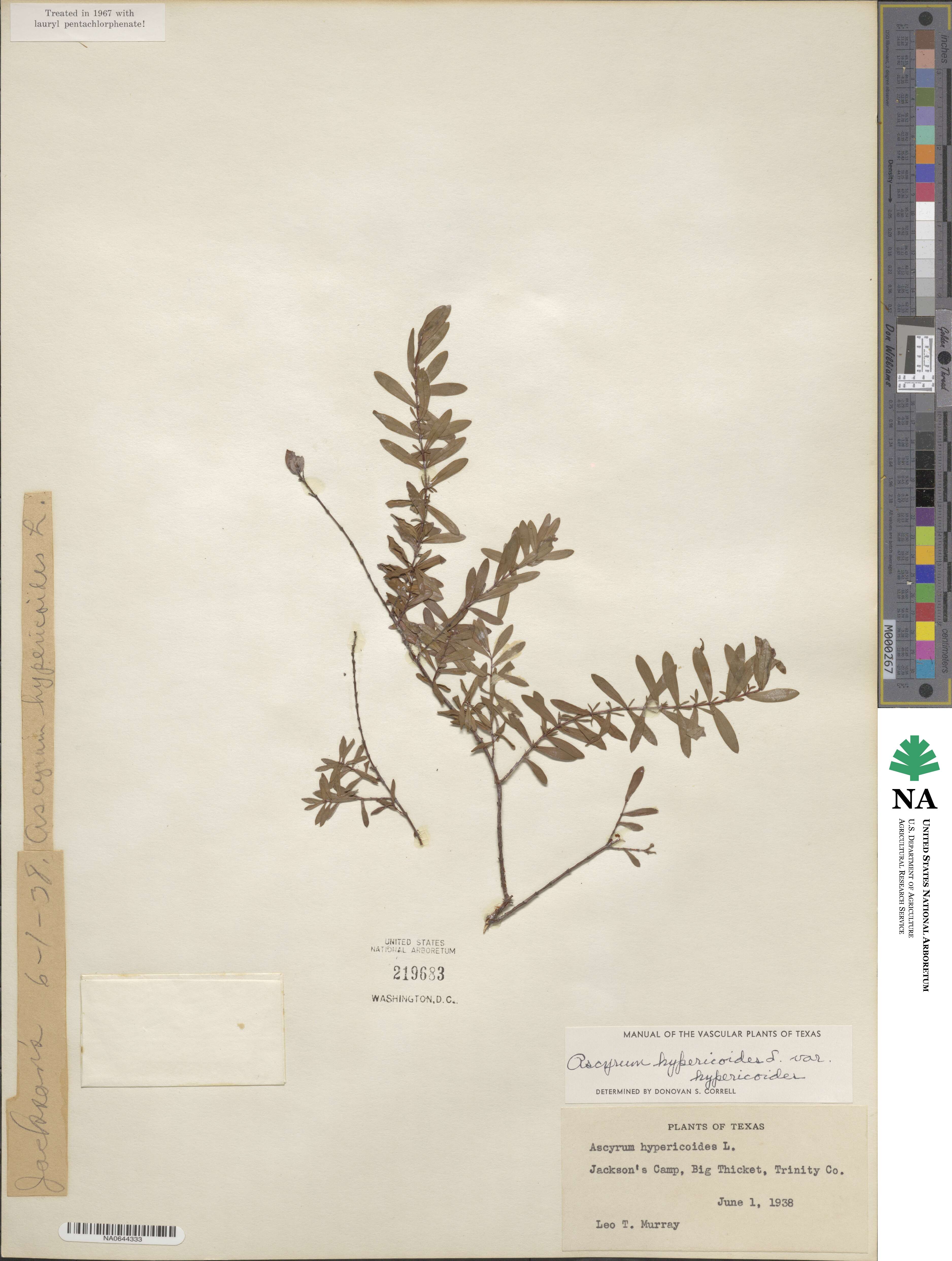 Hypericum image