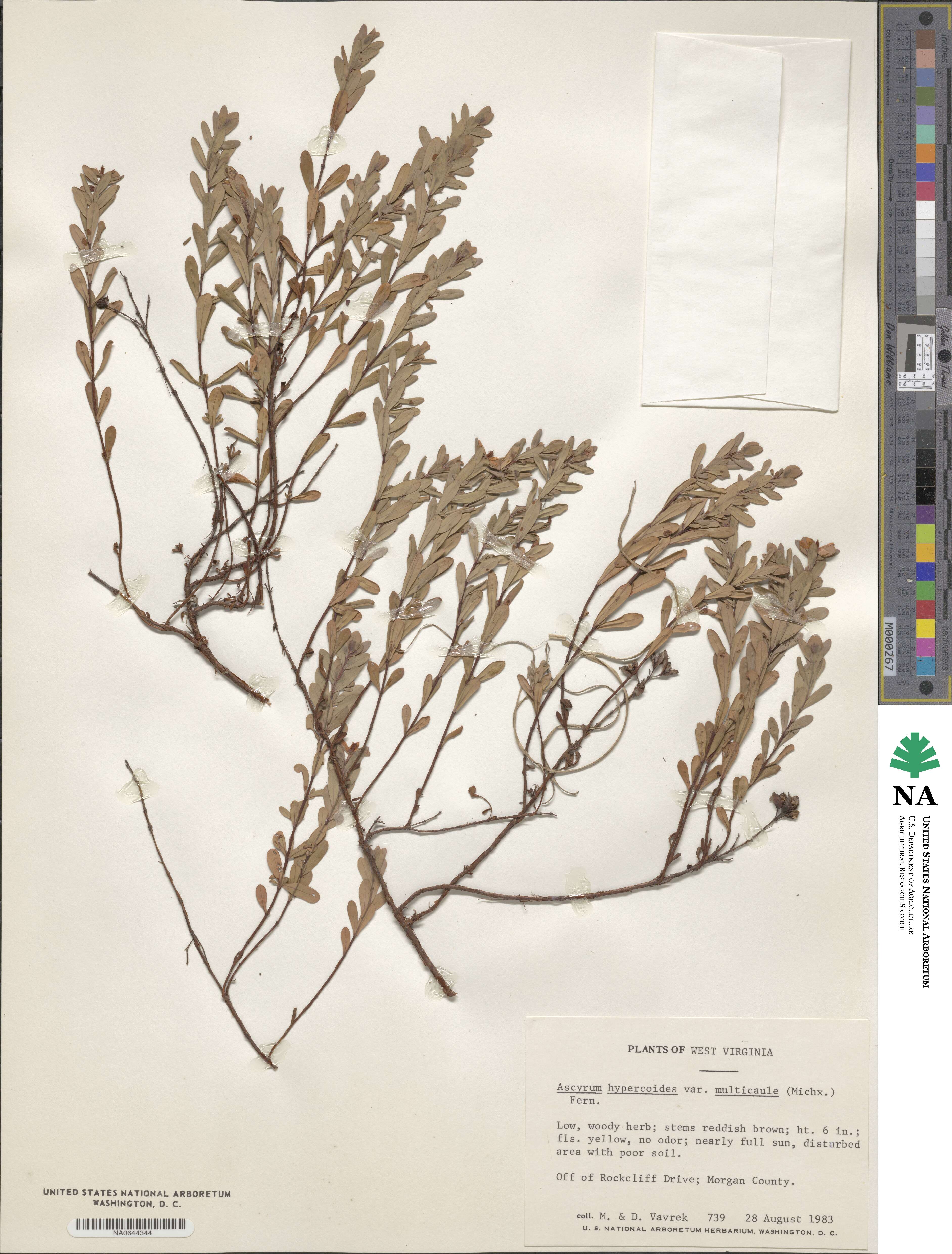 Hypericum hypericoides subsp. multicaule image