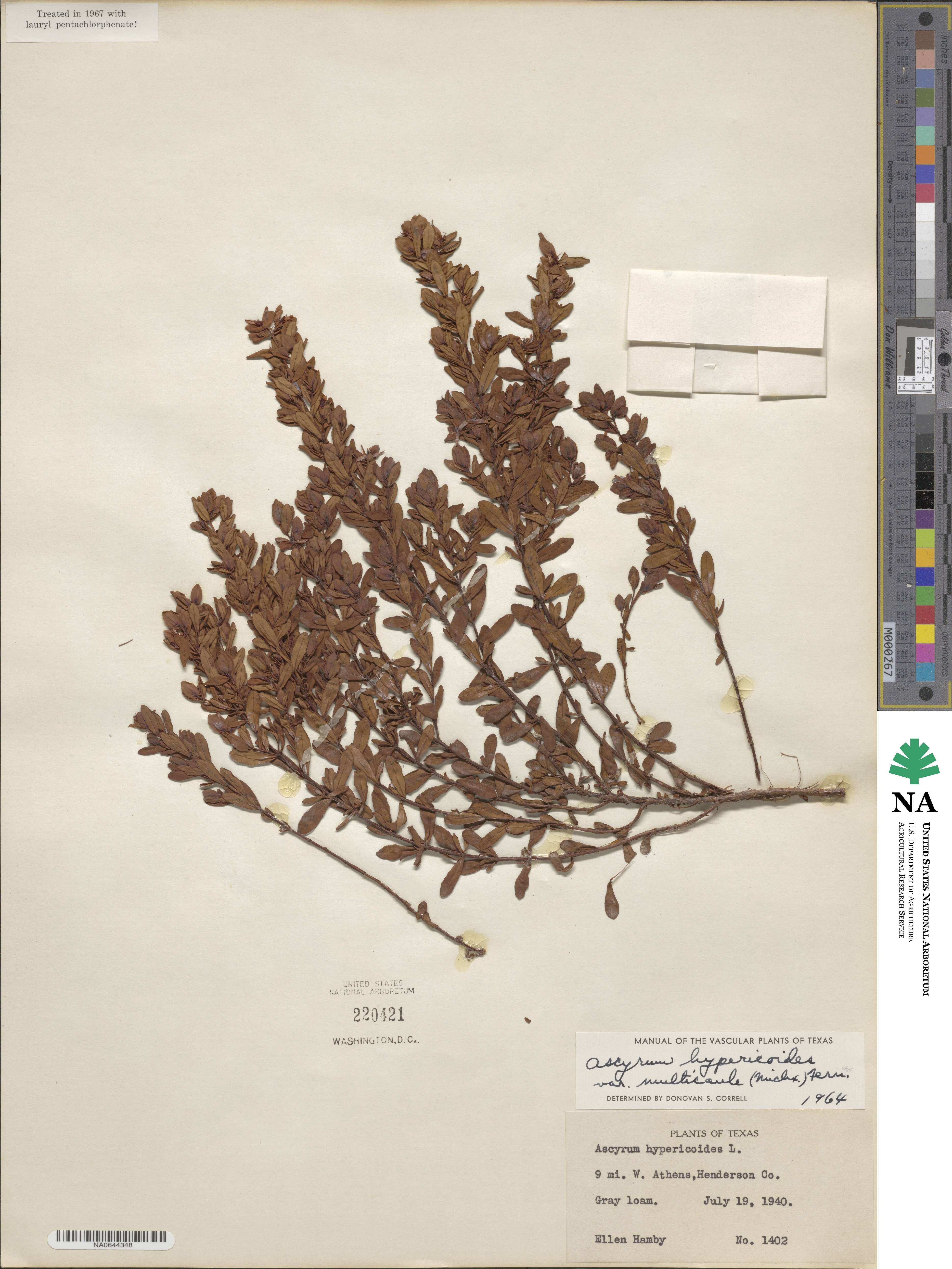 Hypericum hypericoides subsp. multicaule image