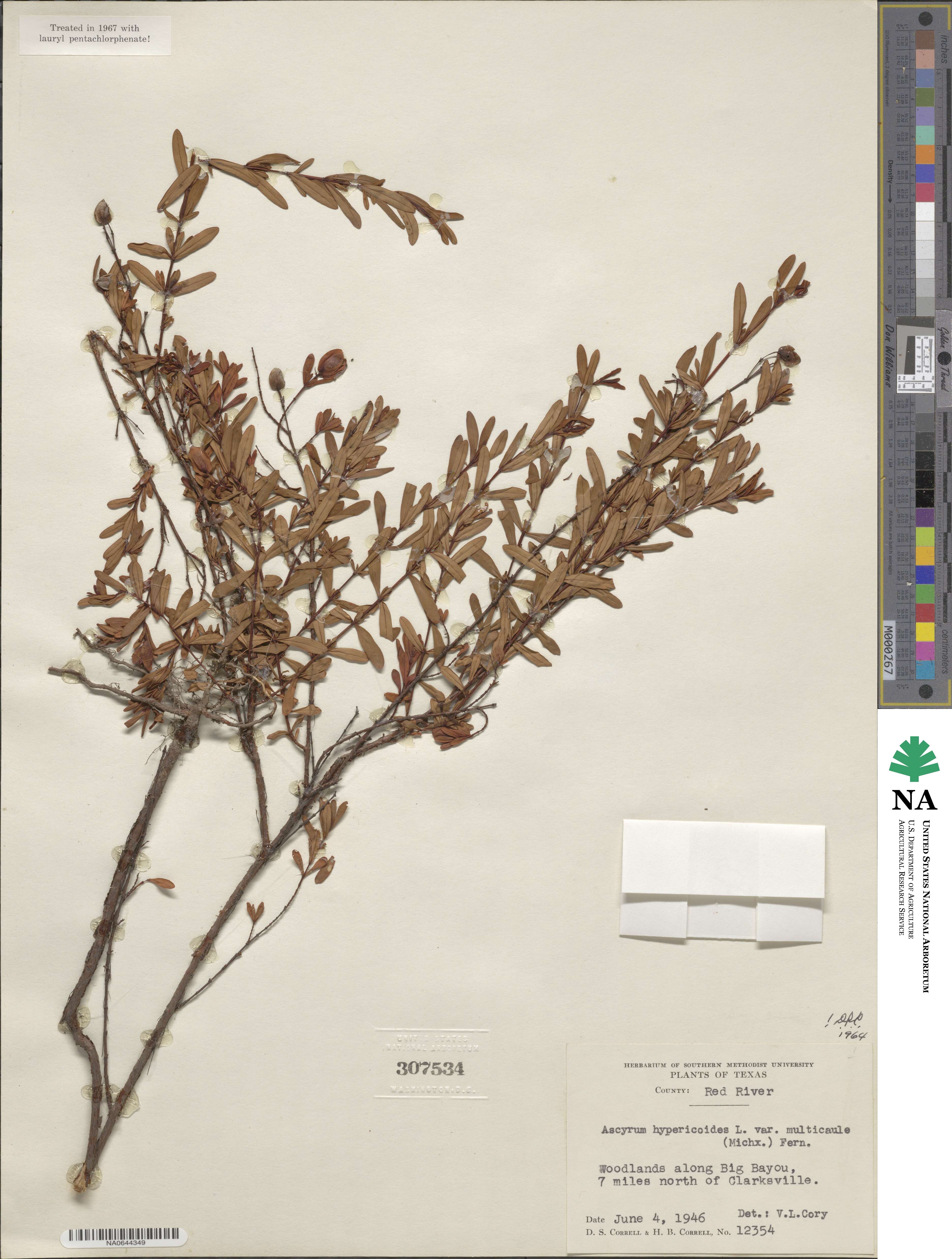 Hypericum hypericoides subsp. multicaule image