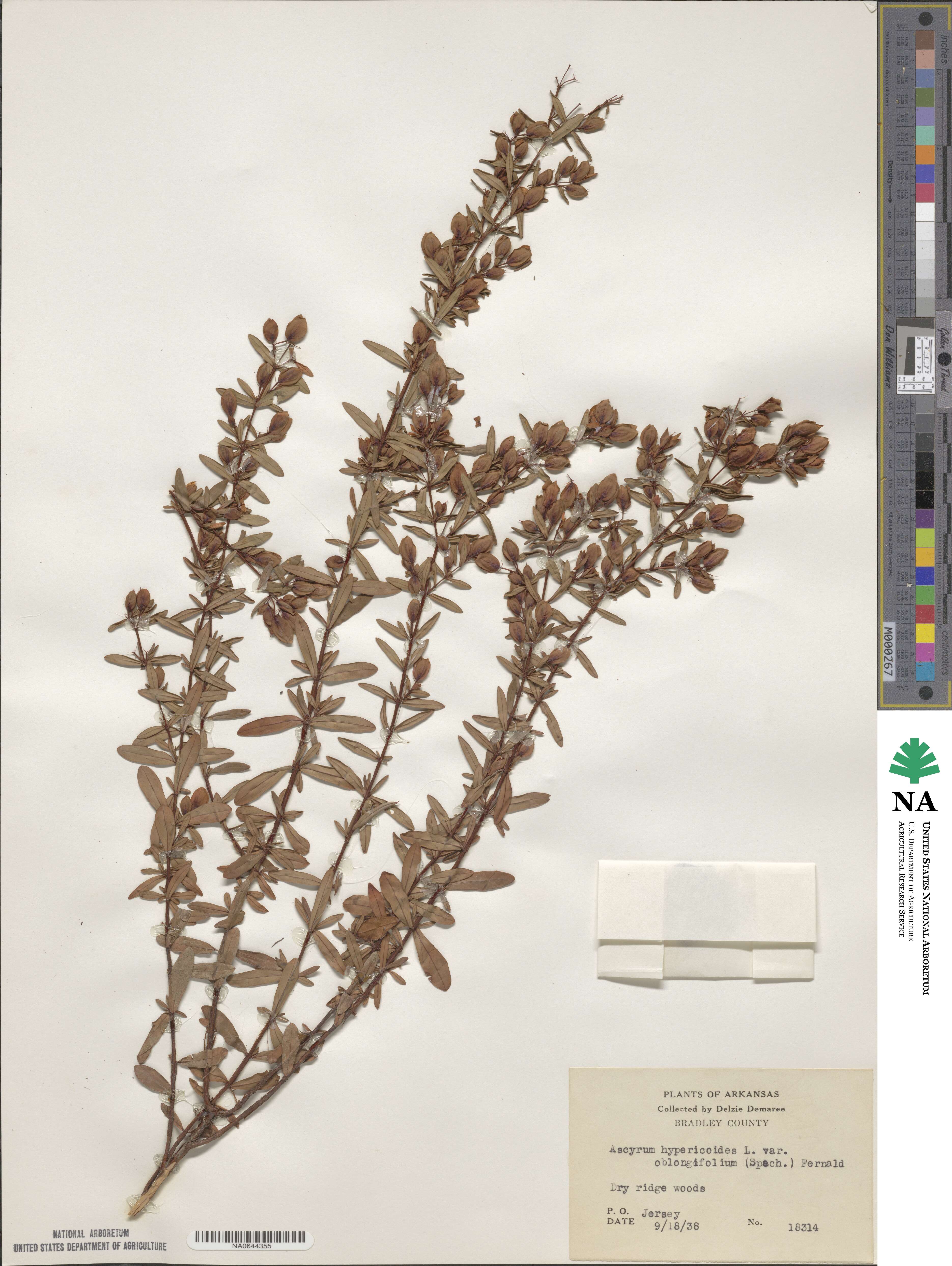 Hypericum hypericoides subsp. hypericoides image