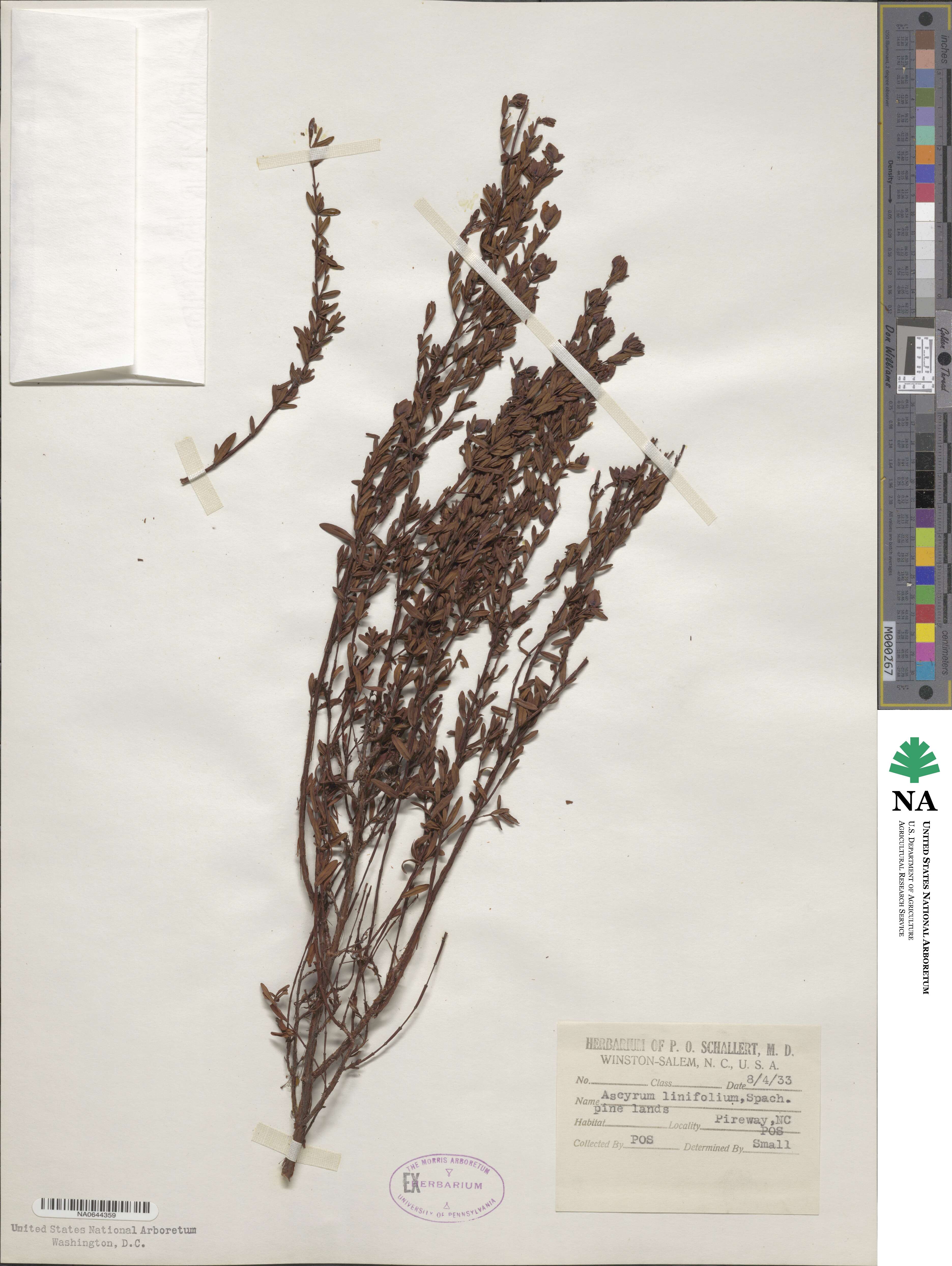 Hypericum hypericoides subsp. hypericoides image