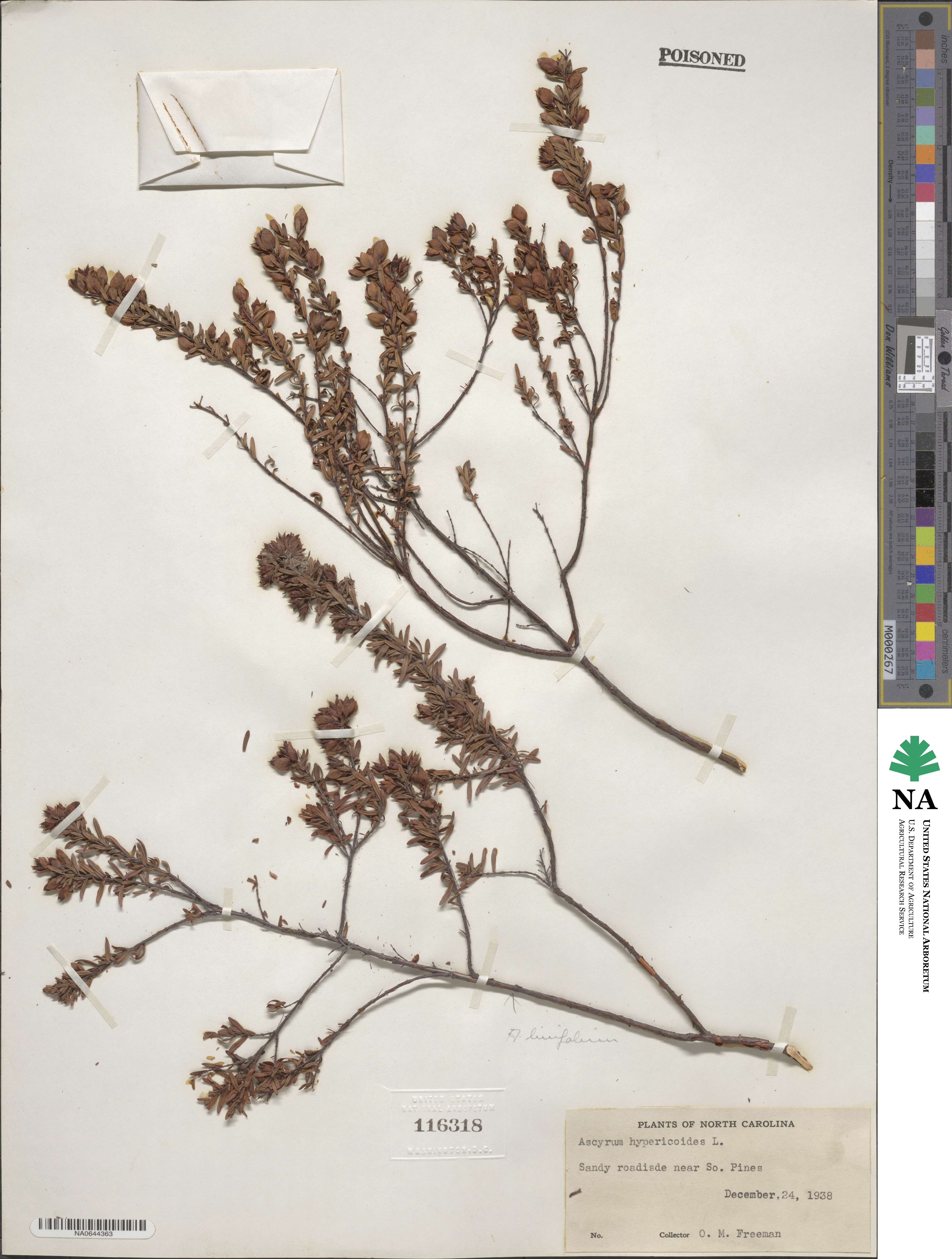 Hypericum hypericoides subsp. hypericoides image