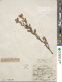 Hypericum crux-andreae image