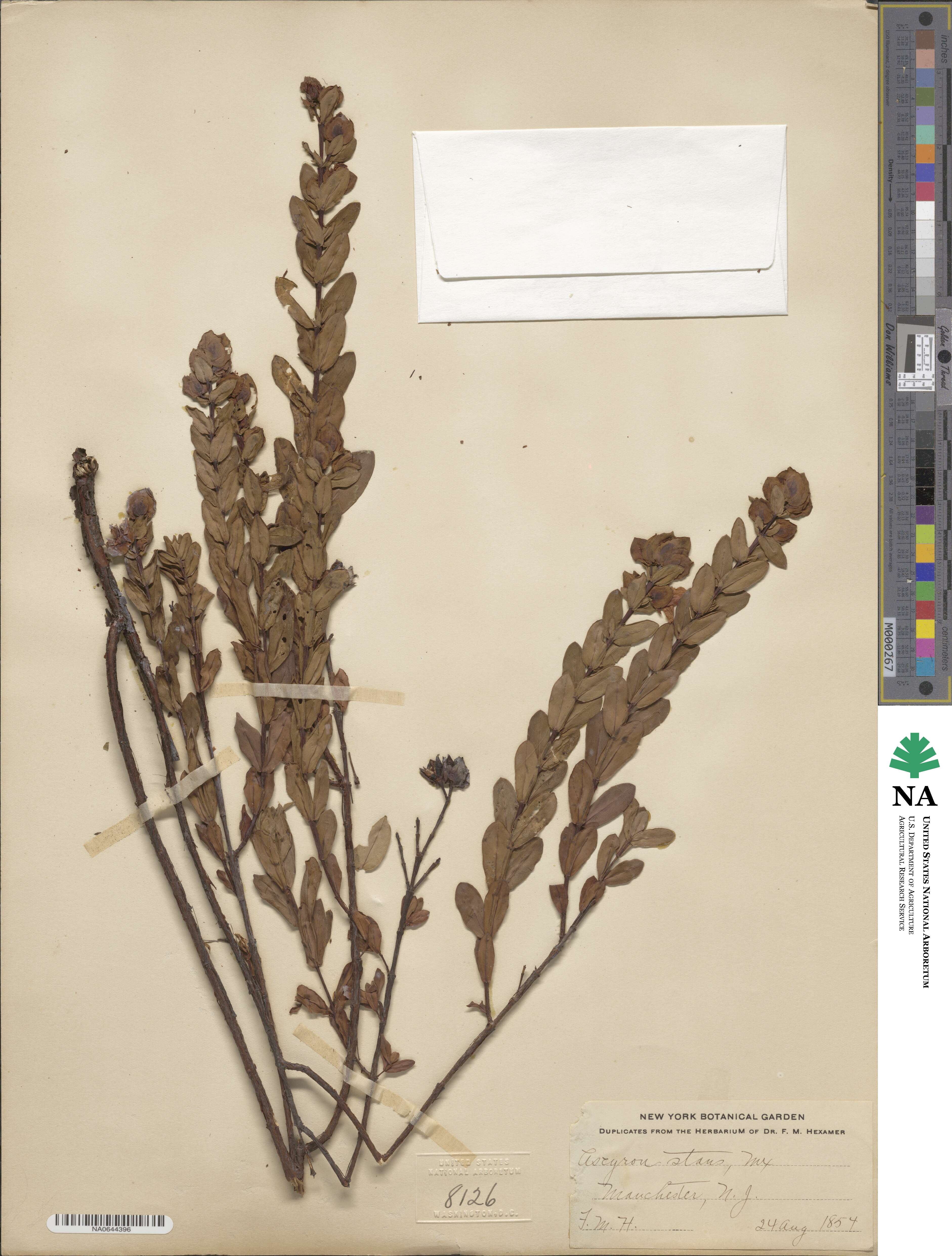 Hypericum crux-andreae image