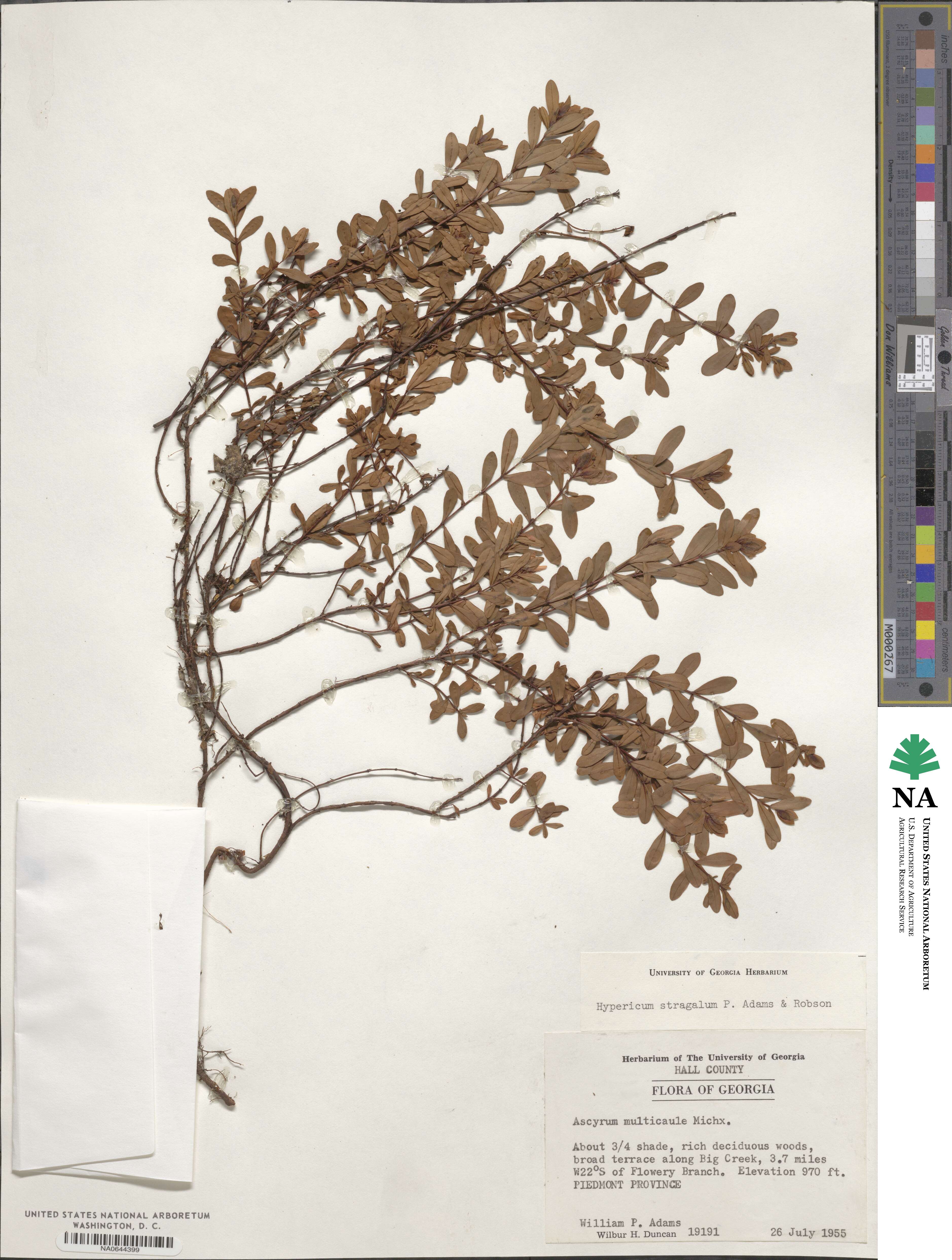 Ascyrum image