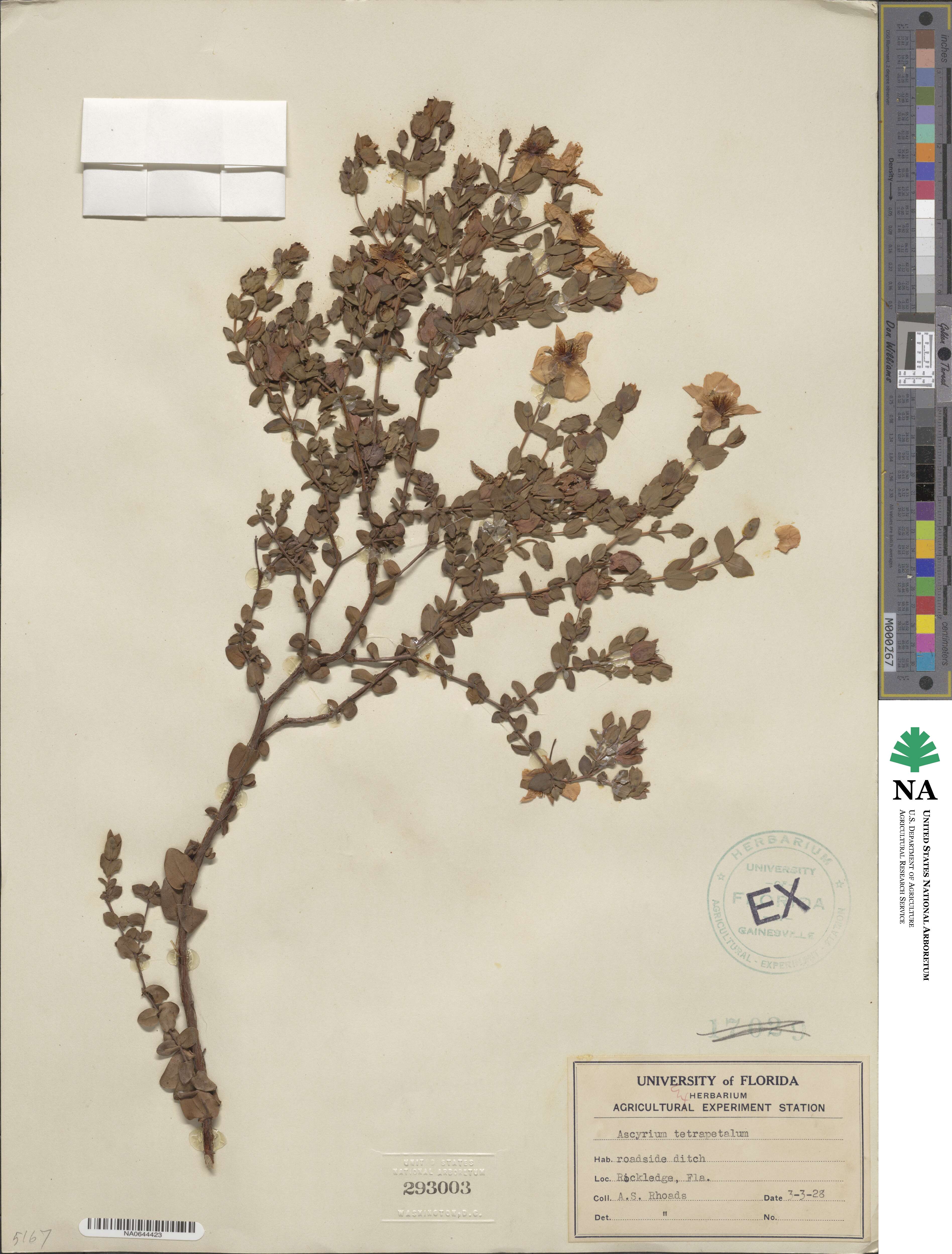 Hypericum tetrapetalum image
