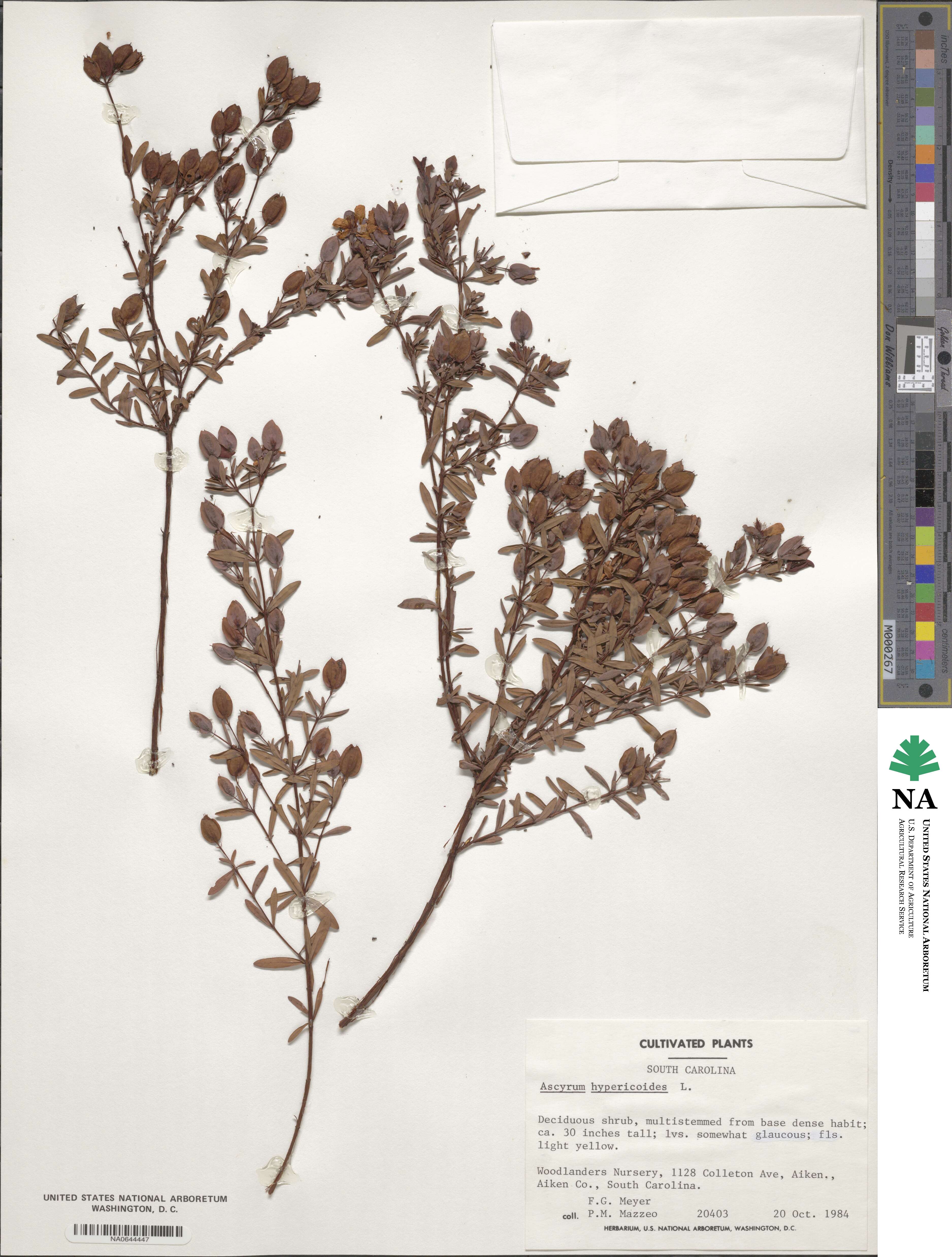 Hypericum hypericoides subsp. hypericoides image