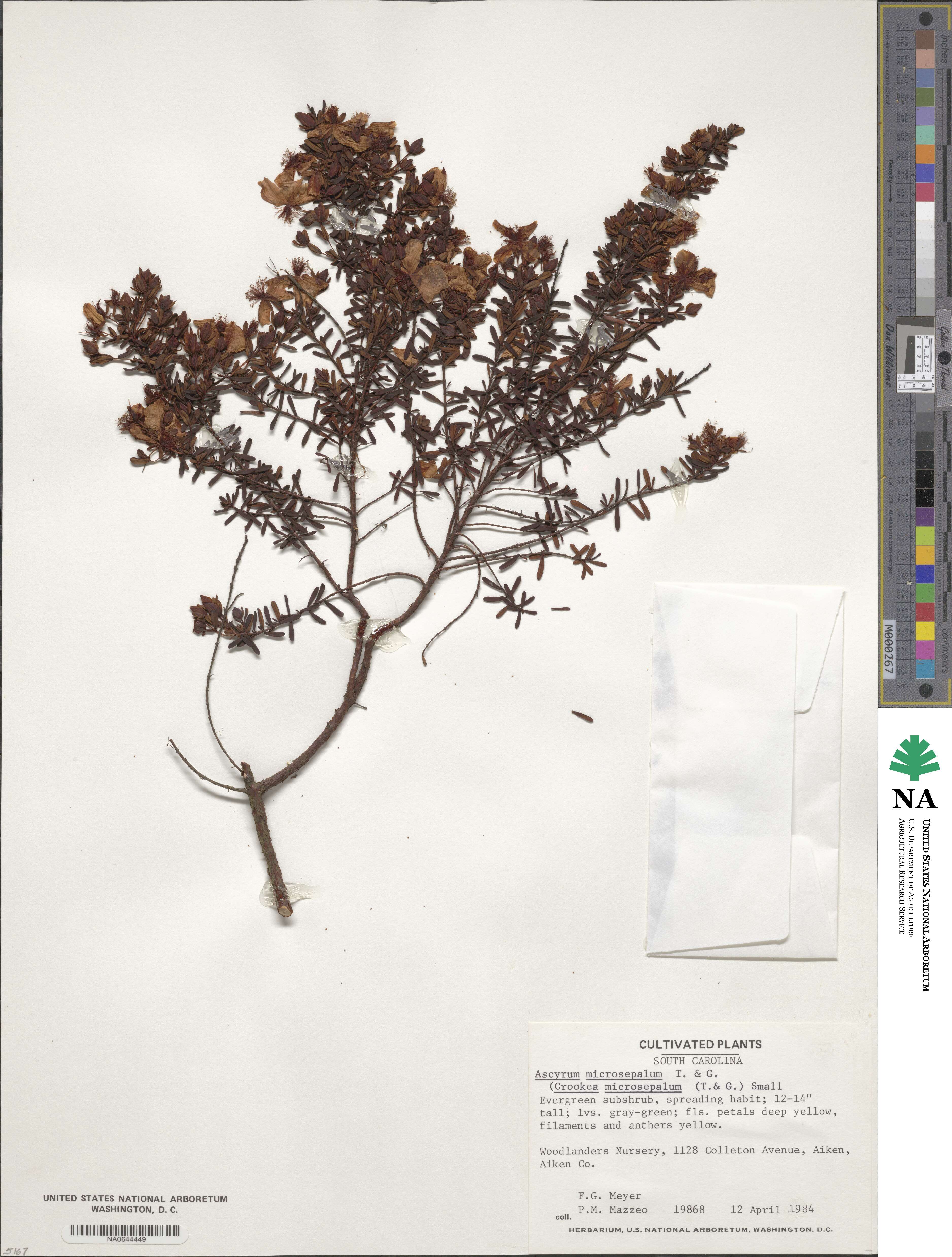 Hypericum microsepalum image