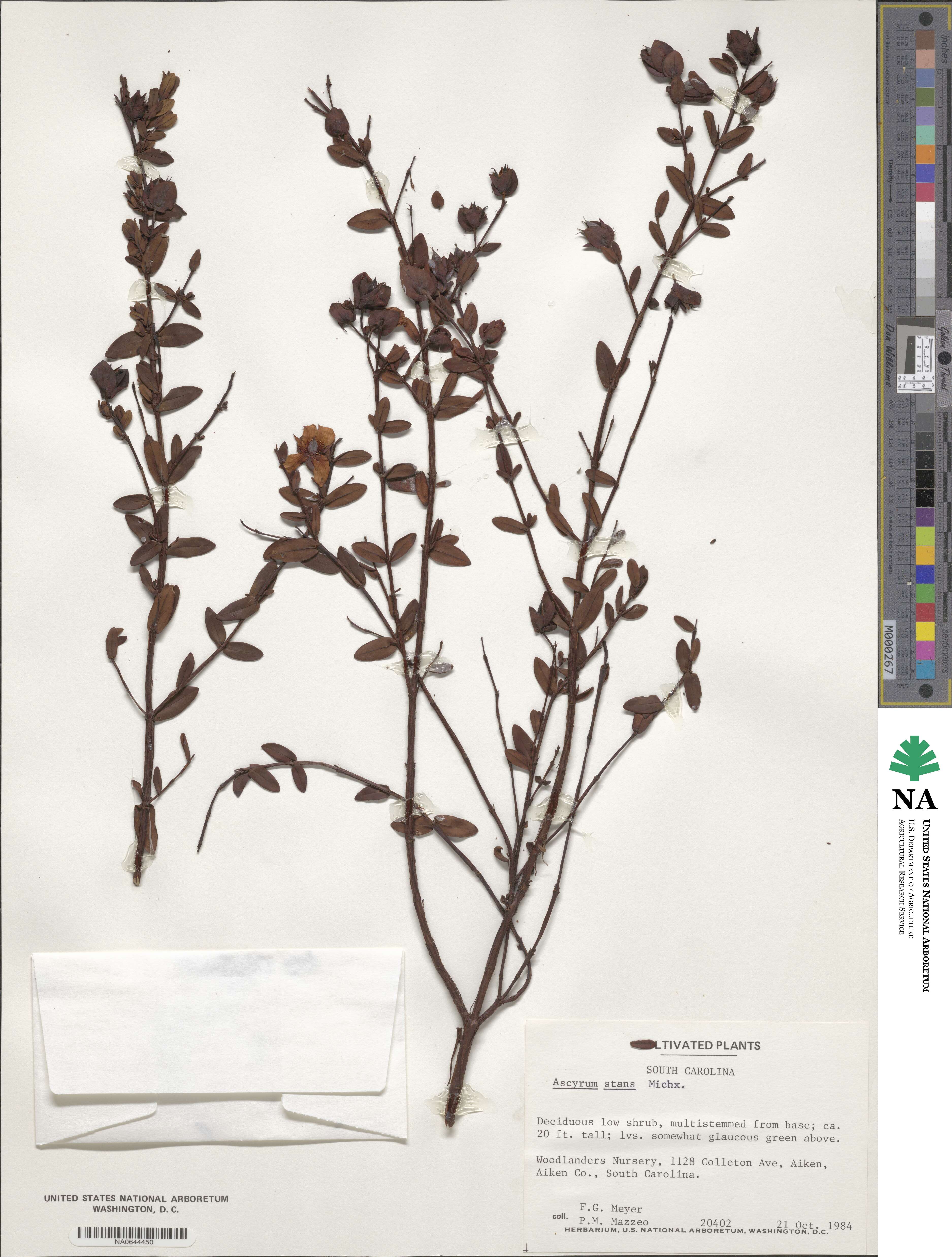 Hypericum crux-andreae image