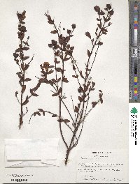 Hypericum crux-andreae image