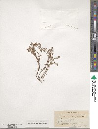 Hypericum anagalloides image