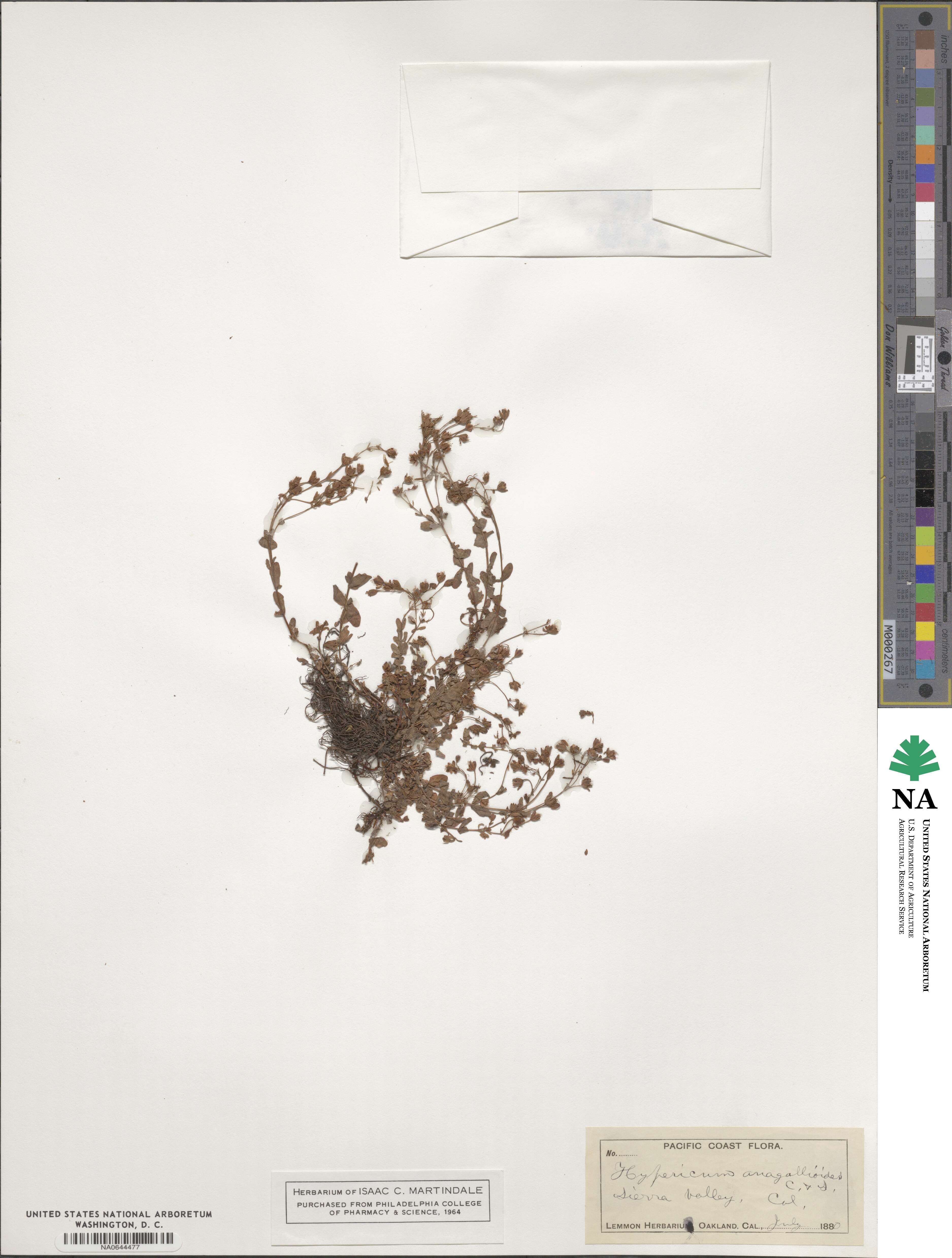 Hypericum anagalloides image