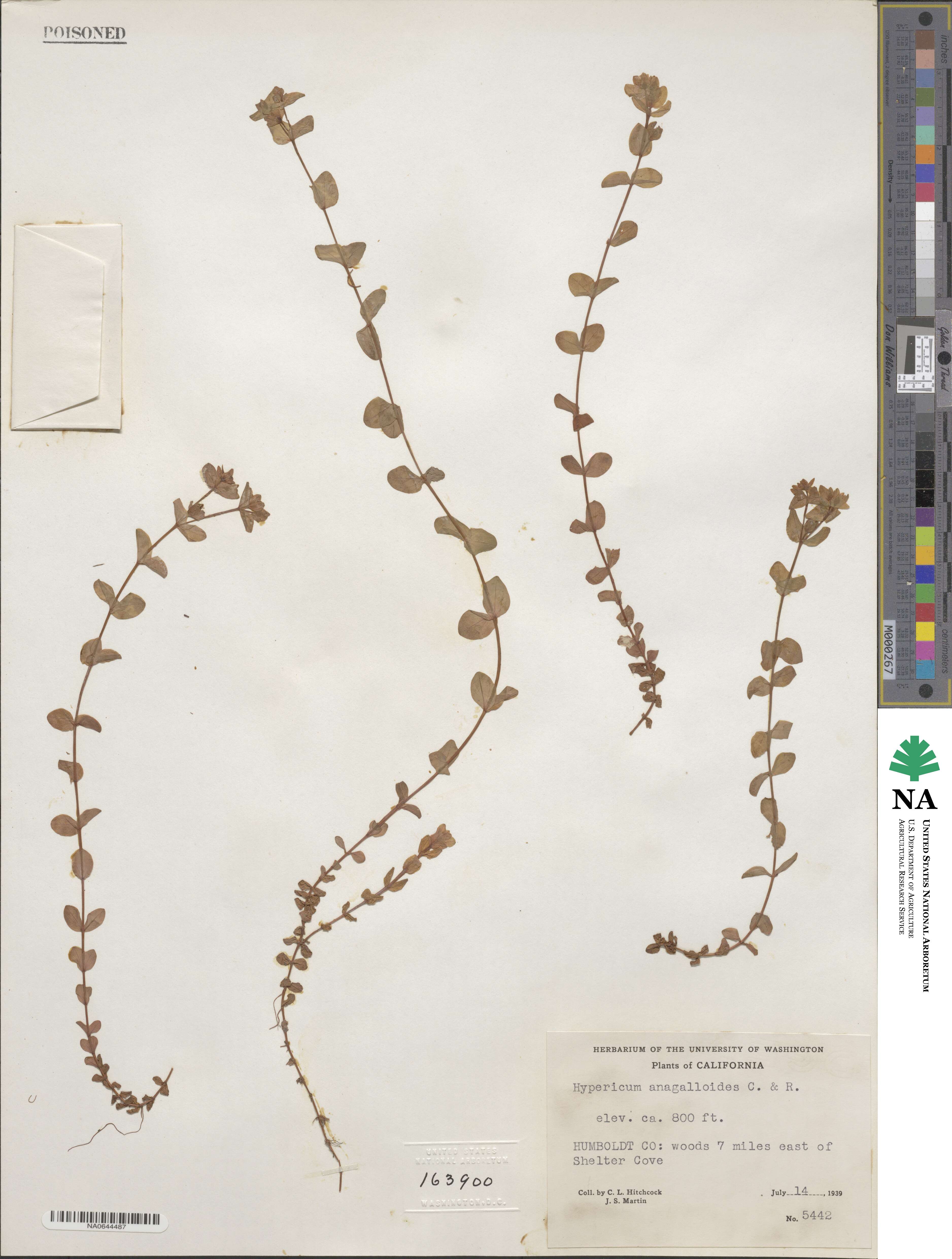 Hypericum anagalloides image