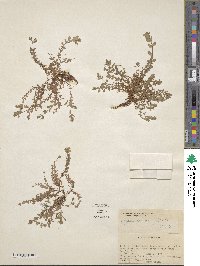 Hypericum anagalloides image