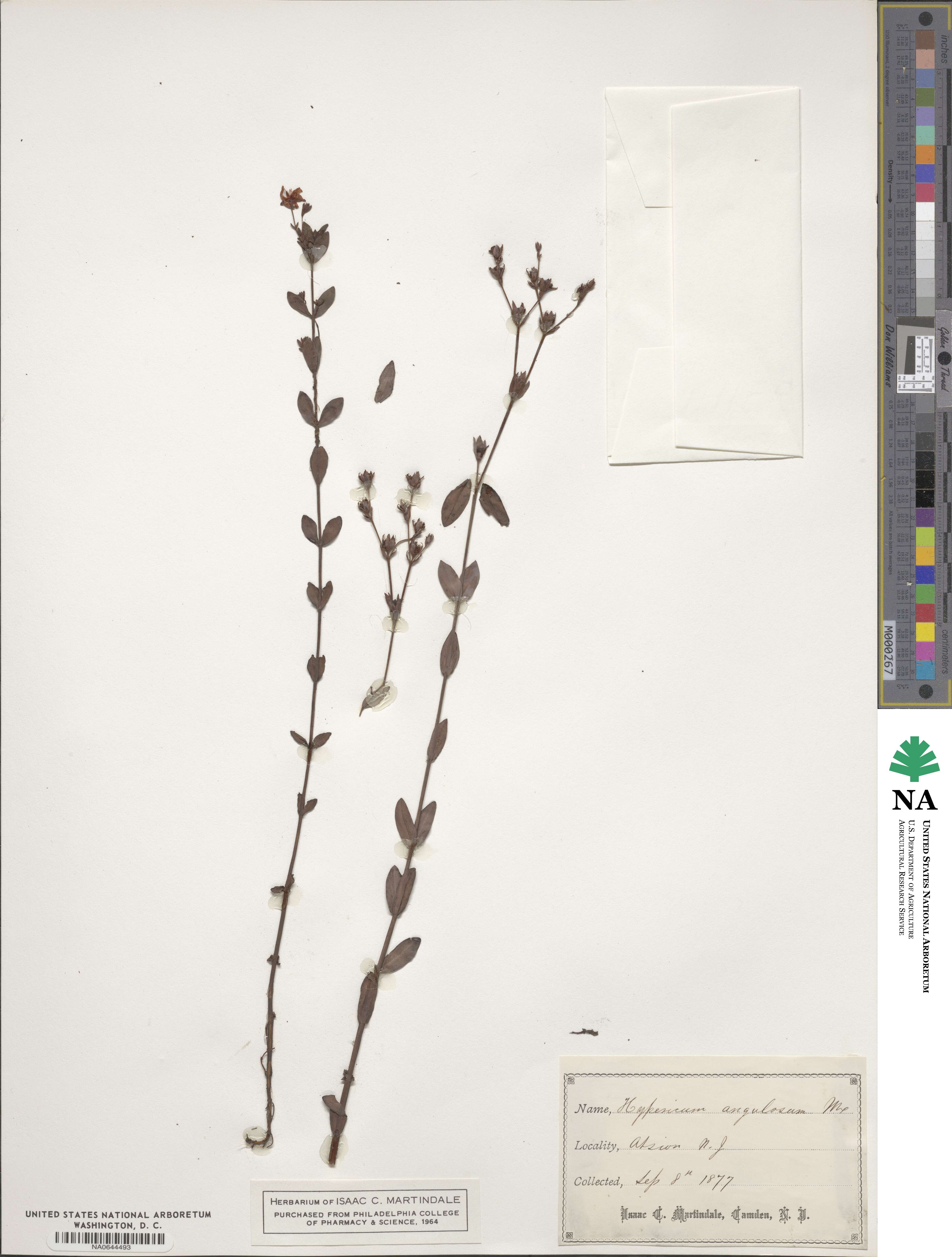 Hypericum denticulatum image