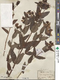 Hypericum ascyron image