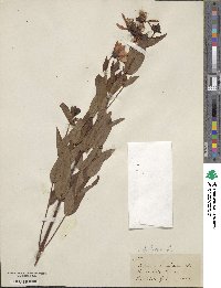 Hypericum ascyron image
