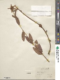 Hypericum ascyron image