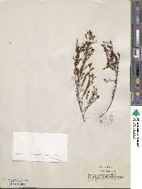 Hypericum fasciculatum image