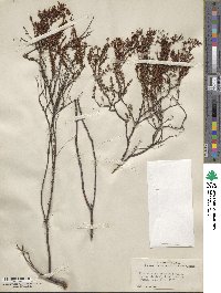 Hypericum fasciculatum image
