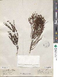 Hypericum fasciculatum image