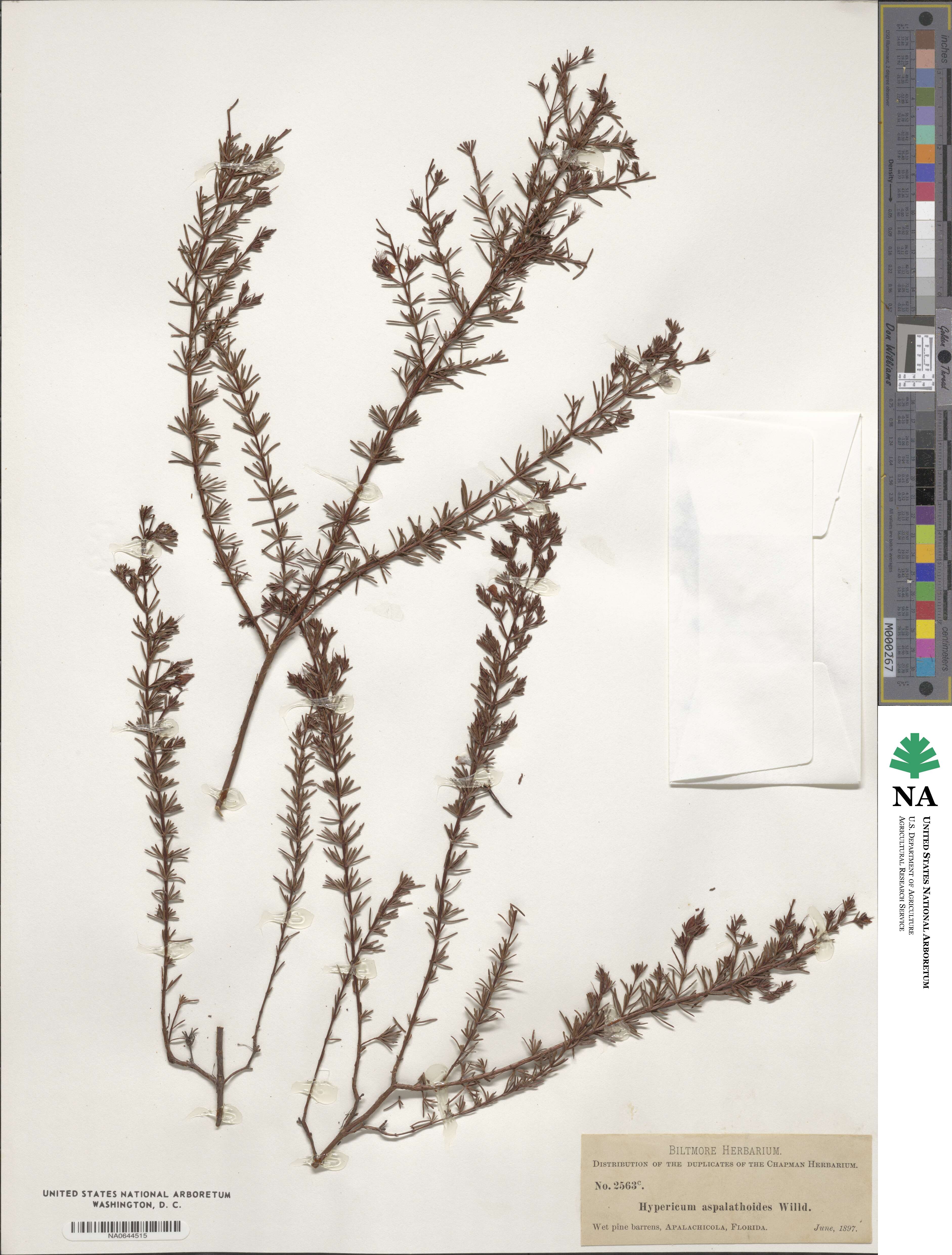 Hypericum fasciculatum image