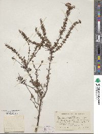 Hypericum fasciculatum image