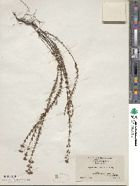 Hypericum fasciculatum image