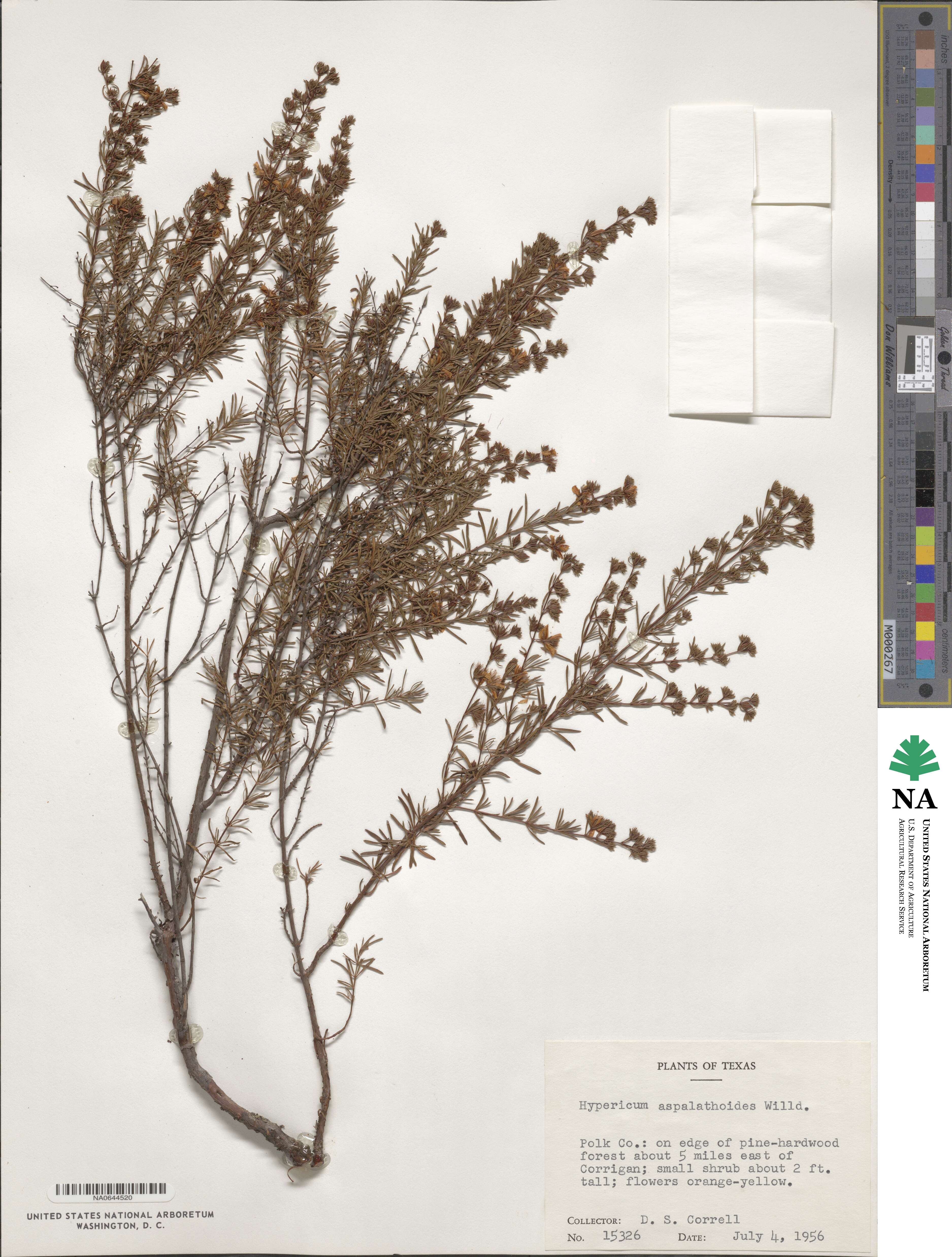 Hypericum fasciculatum image