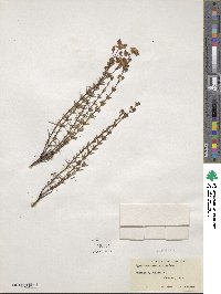 Hypericum fasciculatum image
