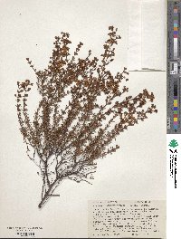 Hypericum brachyphyllum image