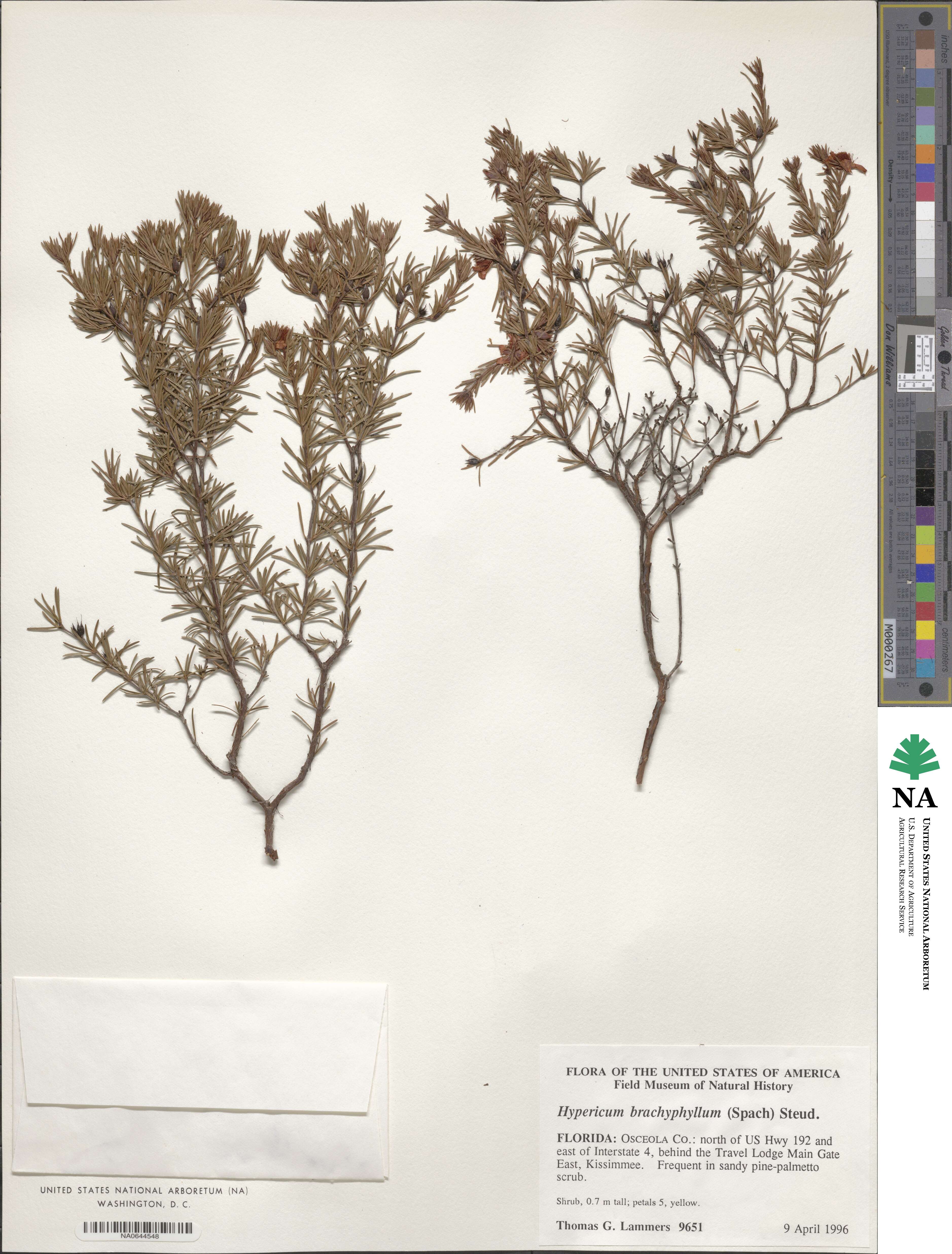 Hypericum brachyphyllum image