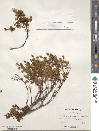 Hypericum buckleyi image