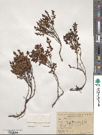 Hypericum buckleyi image