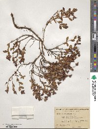 Hypericum buckleyi image