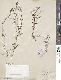 Hypericum canadense image