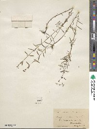 Hypericum canadense image