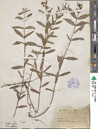 Hypericum cistifolium image