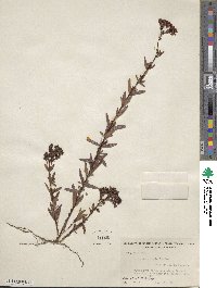 Hypericum cistifolium image