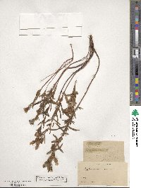 Hypericum concinnum image