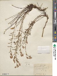 Hypericum concinnum image