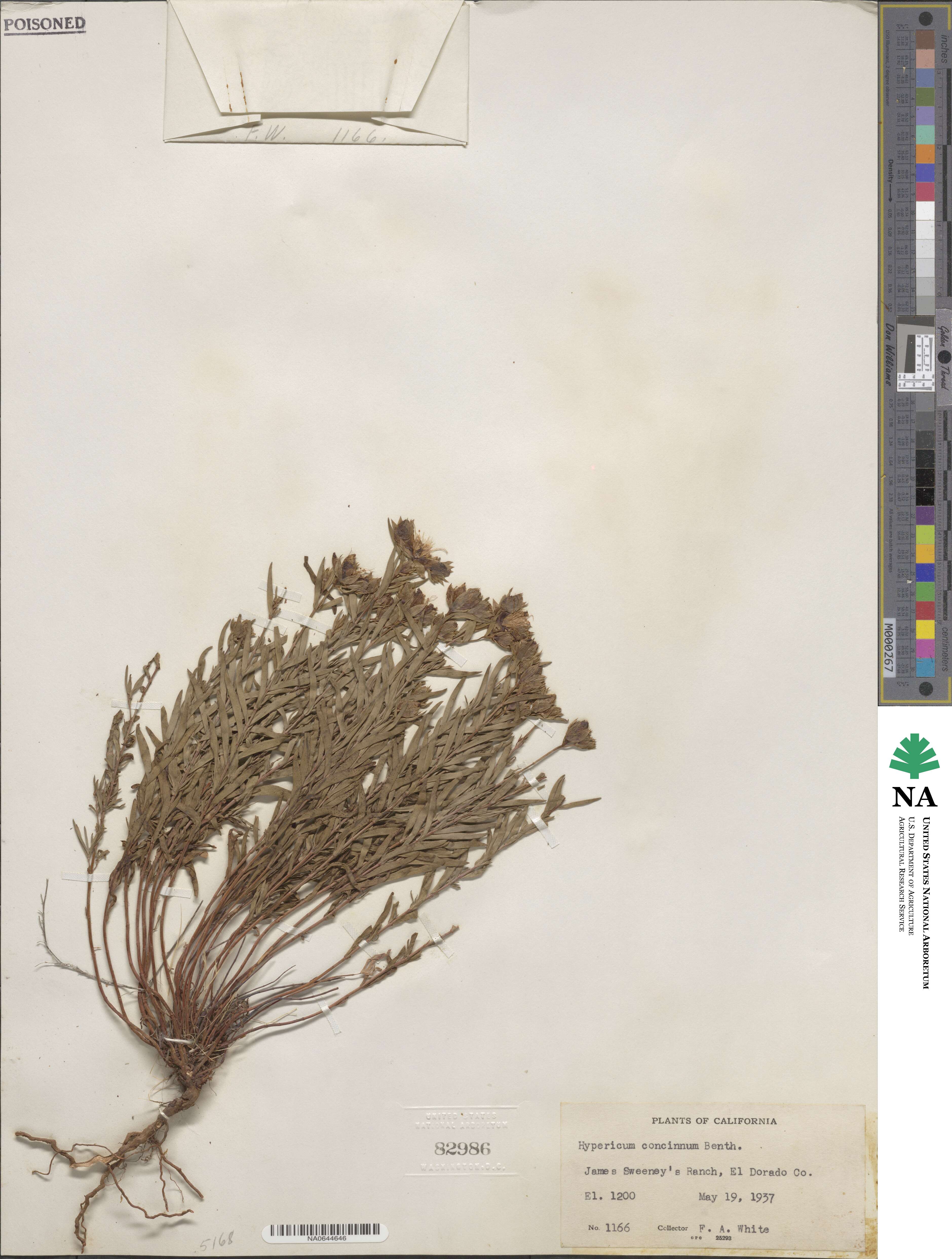 Hypericum concinnum image