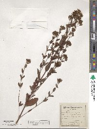 Hypericum corymbosum image