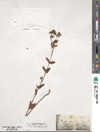 Hypericum corymbosum image