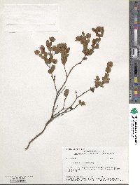 Hypericum crux-andreae image