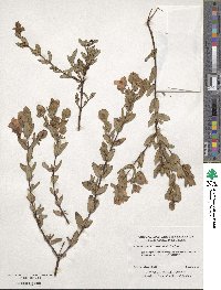 Hypericum crux-andreae image